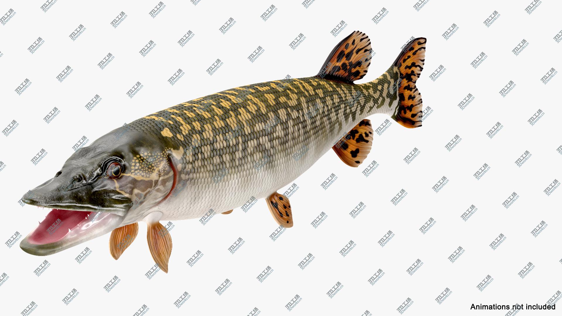 images/goods_img/2021040235/Pike Fish Rigged 3D/4.jpg